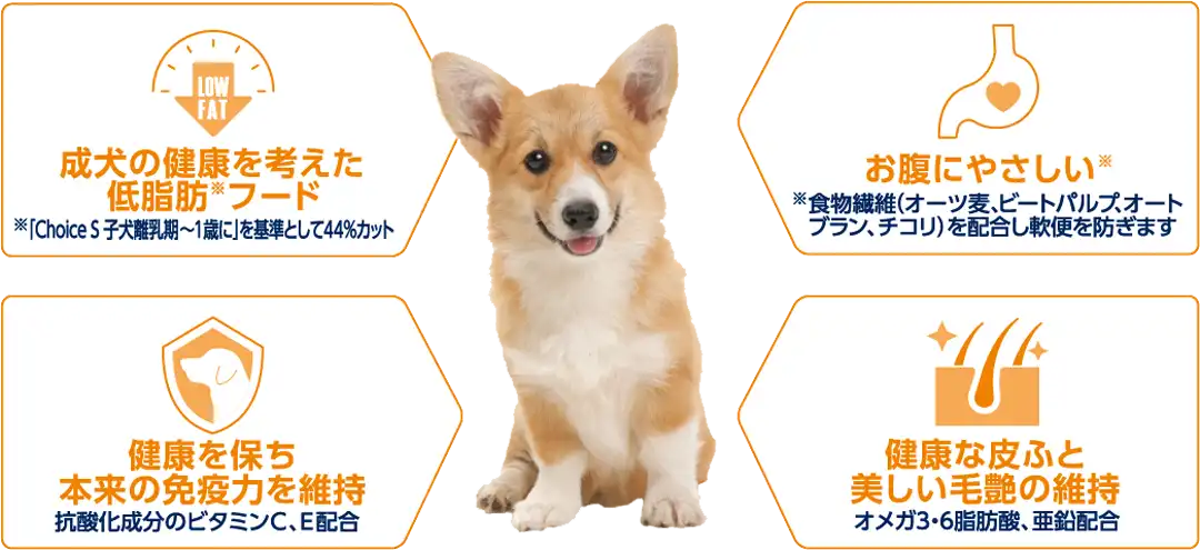ファーストチョイス 成犬1歳以上 小粒 チキン 1.2キログラム 低脂肪 Amazon.co.jp: ファーストチョイス ドッグフード 成犬 1歳以上